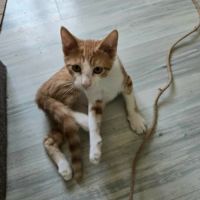 Pikachu-adorable chaton