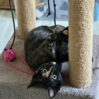 Candy-adorable chatonne #1