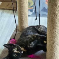 Candy-adorable chatonne #2