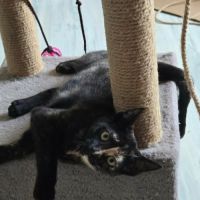Candy-adorable chatonne #4