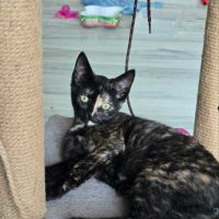 Candy-adorable chatonne #5