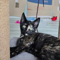 Candy-adorable chatonne
