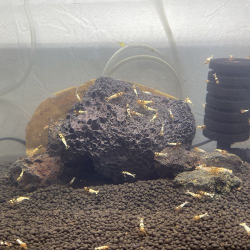 Aquarium complet #0
