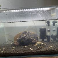 Aquarium complet #1