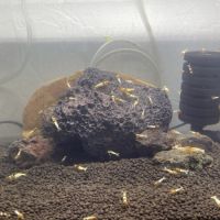Aquarium complet