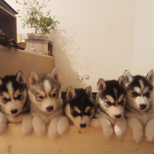Chiots husky sibérien à adopter #0