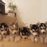 Chiots husky sibérien à adopter