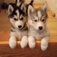 Chiots husky sibérien à adopter #2