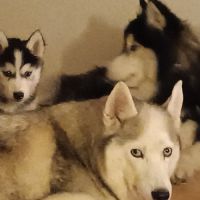 Chiots husky sibérien à adopter #3