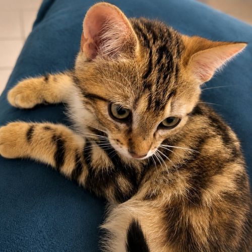Chaton hashi #0