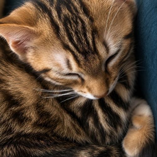 Chaton hashi #2