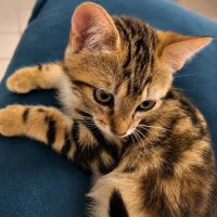 Chaton hashi