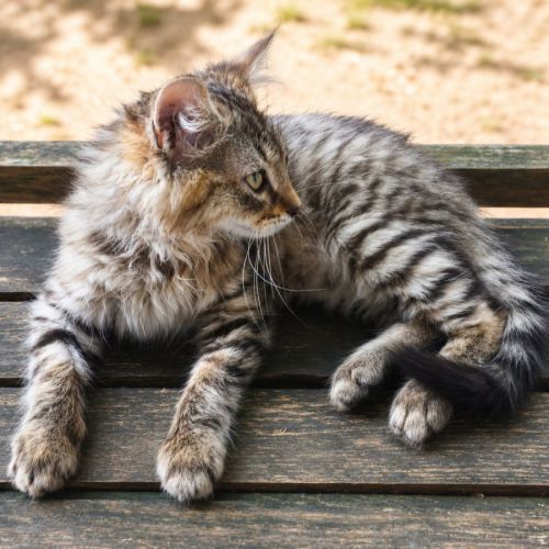 Chaton junior #1