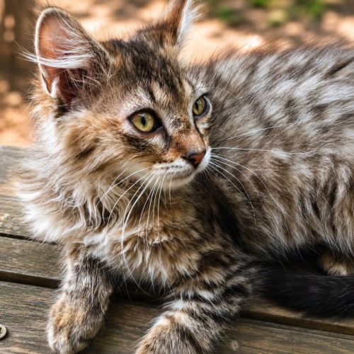 Chaton junior #2