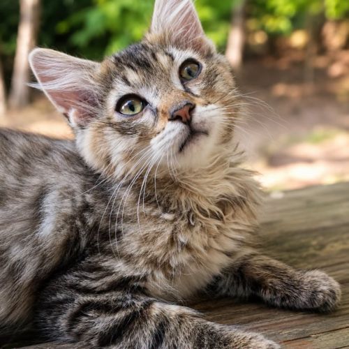 Chaton junior #0