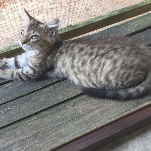 Chaton junior #4