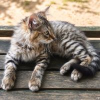 Chaton junior #1