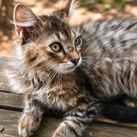 Chaton junior #2