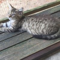 Chaton junior #4