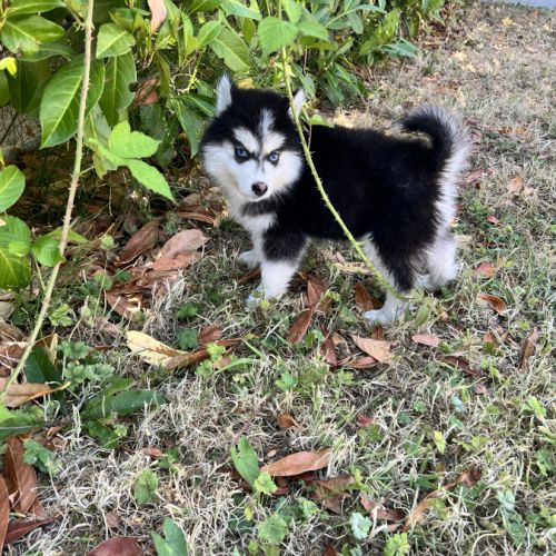 Pomsky disponible #0