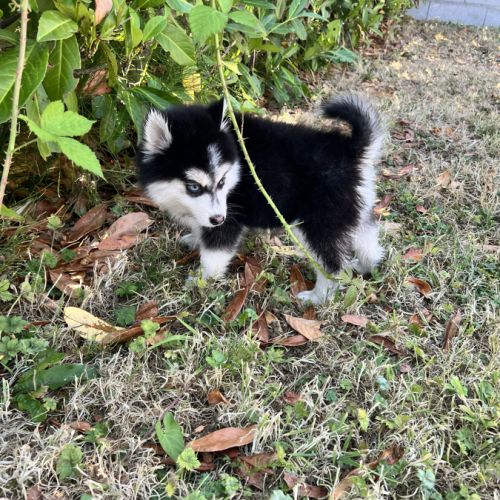 Pomsky disponible #2