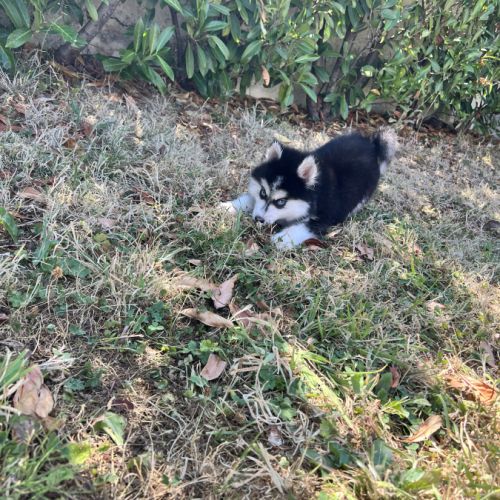 Pomsky disponible #3
