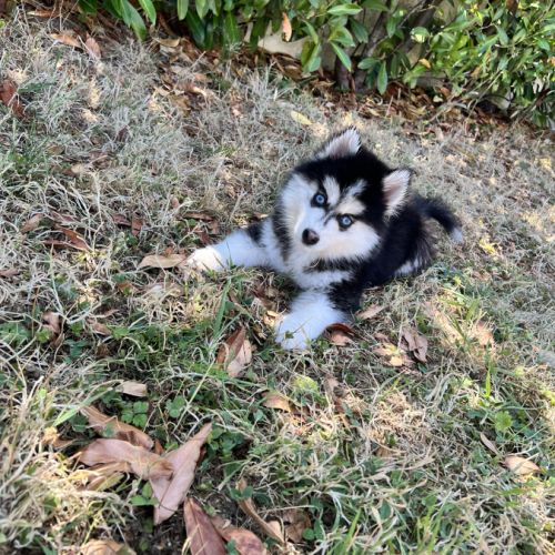Pomsky disponible #4