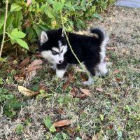 Pomsky disponible #2