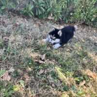 Pomsky disponible #3
