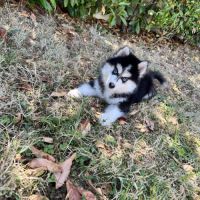 Pomsky disponible #4