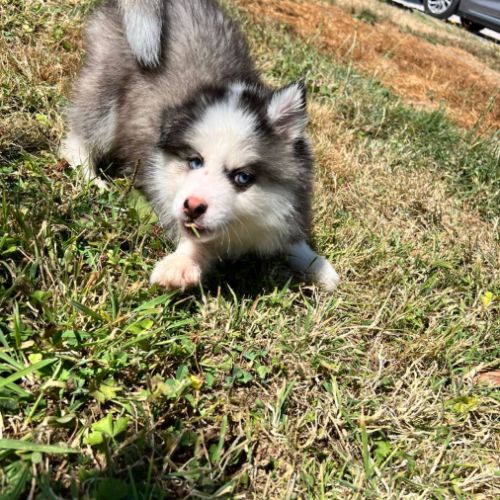 Chiot pomsky prêt #1