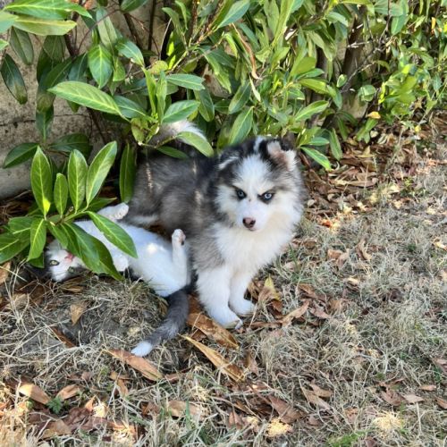 Chiot pomsky prêt #0