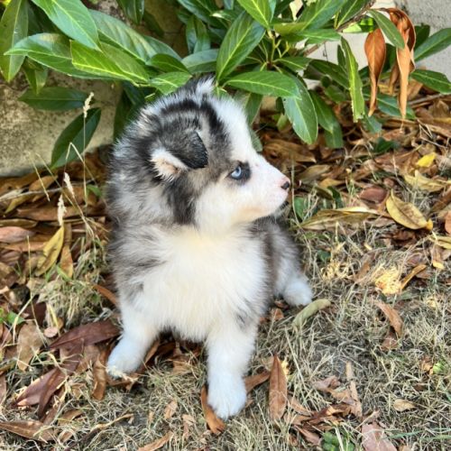 Chiot pomsky prêt #4
