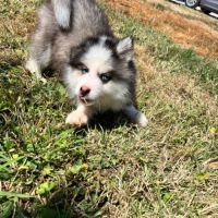 Chiot pomsky prêt #1