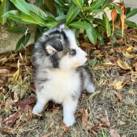 Chiot pomsky prêt #4