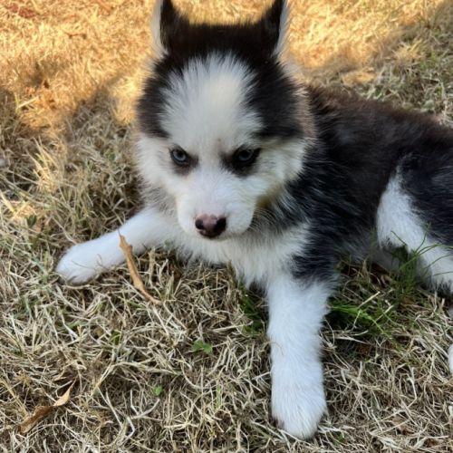 Pomsky prêt #2
