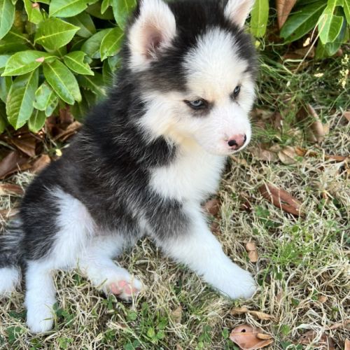 Pomsky prêt #4