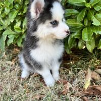 Pomsky prêt