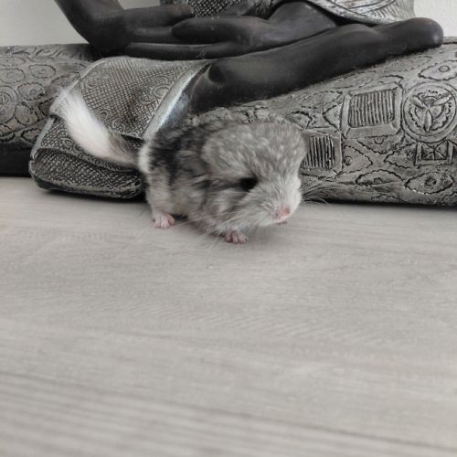 Chinchilla mâle angora #1