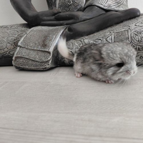 Chinchilla mâle angora #2