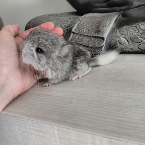 Chinchilla mâle angora #3