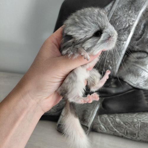 Chinchilla mâle angora #4