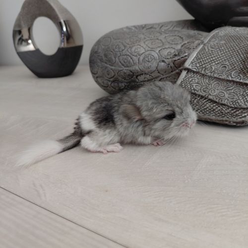 Chinchilla mâle angora