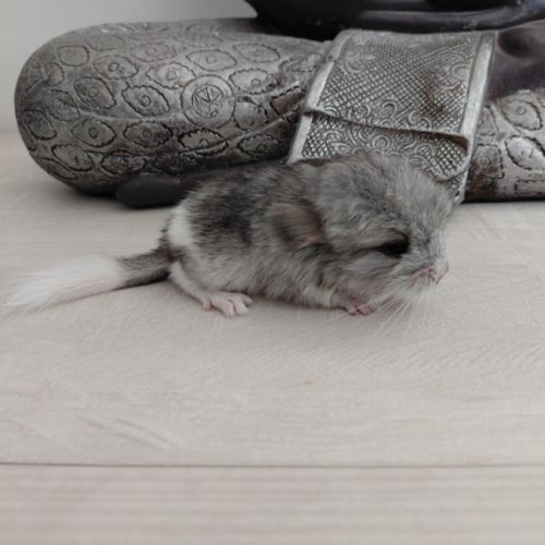 Chinchilla mâle angora #6