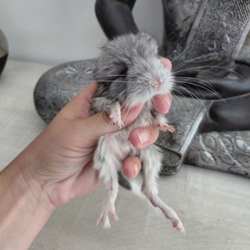 Chinchilla mâle angora #7