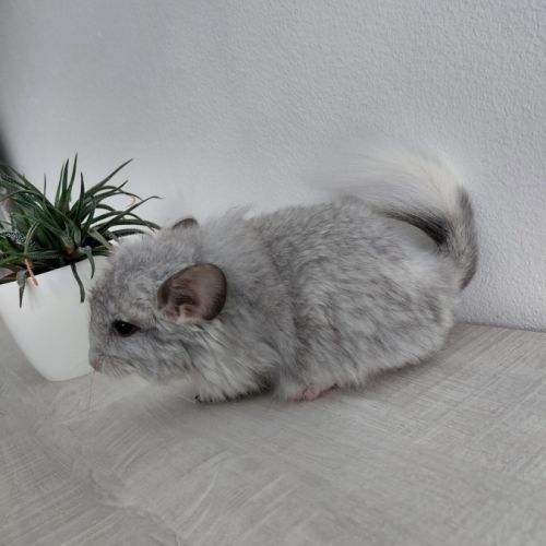 Chinchilla mâle mosaïque angora