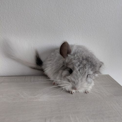 Chinchilla mâle mosaïque angora
