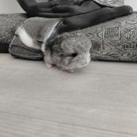 Chinchilla mâle angora #1
