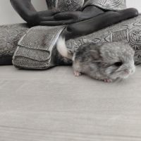 Chinchilla mâle angora #2