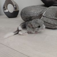 Chinchilla mâle angora